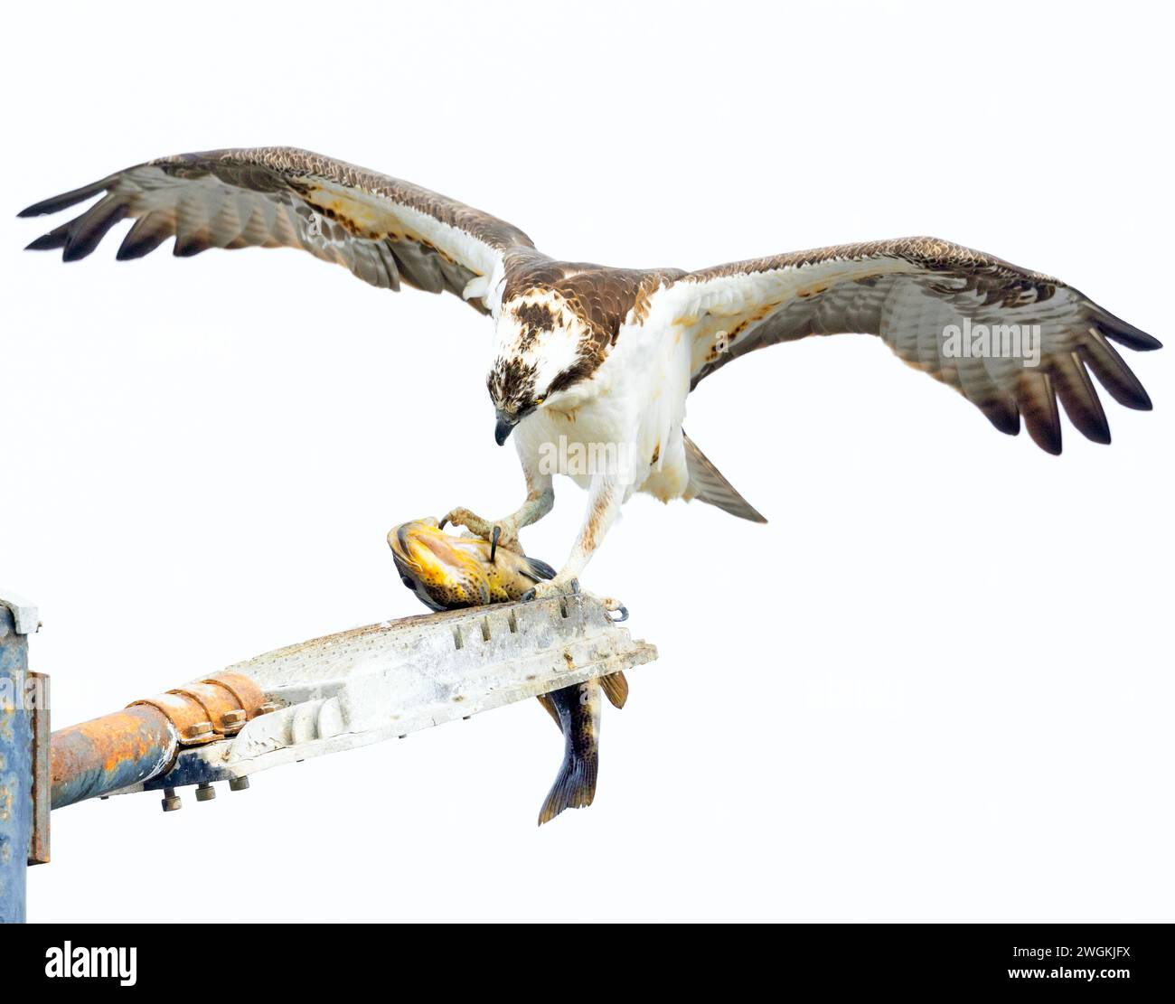 Osprey männlich mit Seebarsch Stockfoto