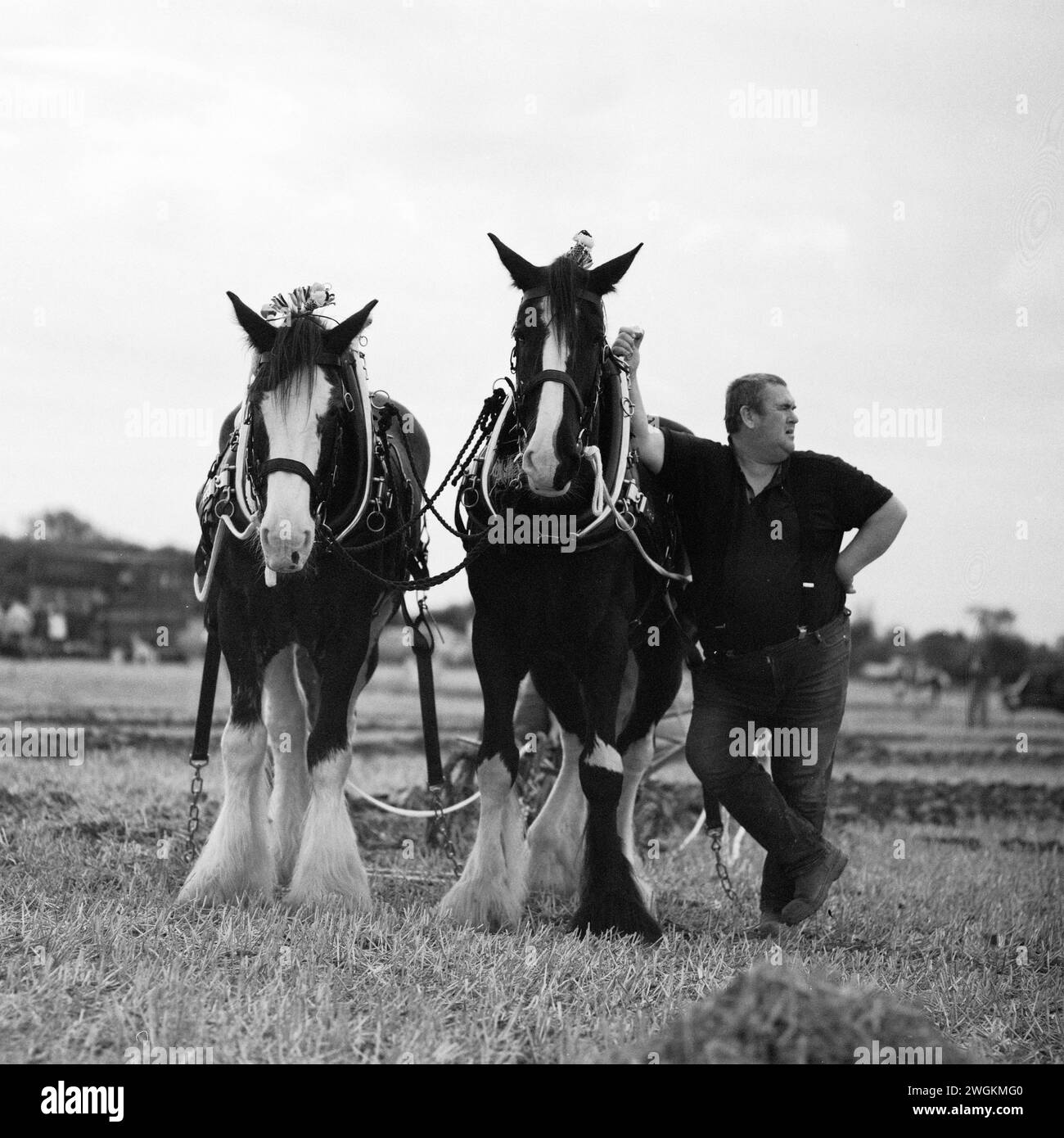Shire Horses ziehen einen Pflug beim Fairford Pflügen Spiel, Burford, Oxfordshire. Stockfoto