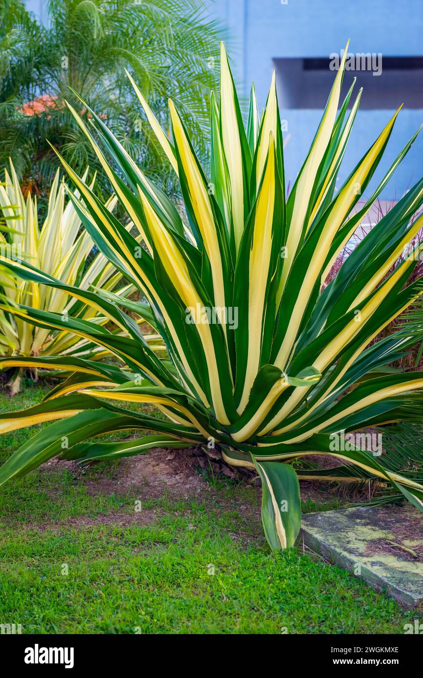 Riesige Cabuya furcraea Mauritius Hanf verschiedene dekorative Blätter tropische Pflanze Trinidad und Tobago Stockfoto
