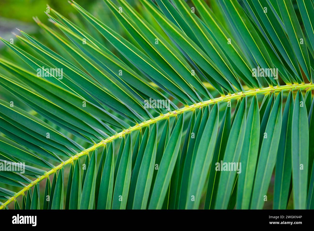 Dattelpalmenblatt dekorative tropische Klimapflanzenzweige immergrün aus nächster Nähe Stockfoto