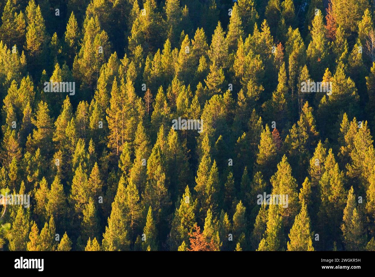 Wald vom Oux-Kanee Skyline Aussichtspunkt, Winema National Forest, Oregon Stockfoto