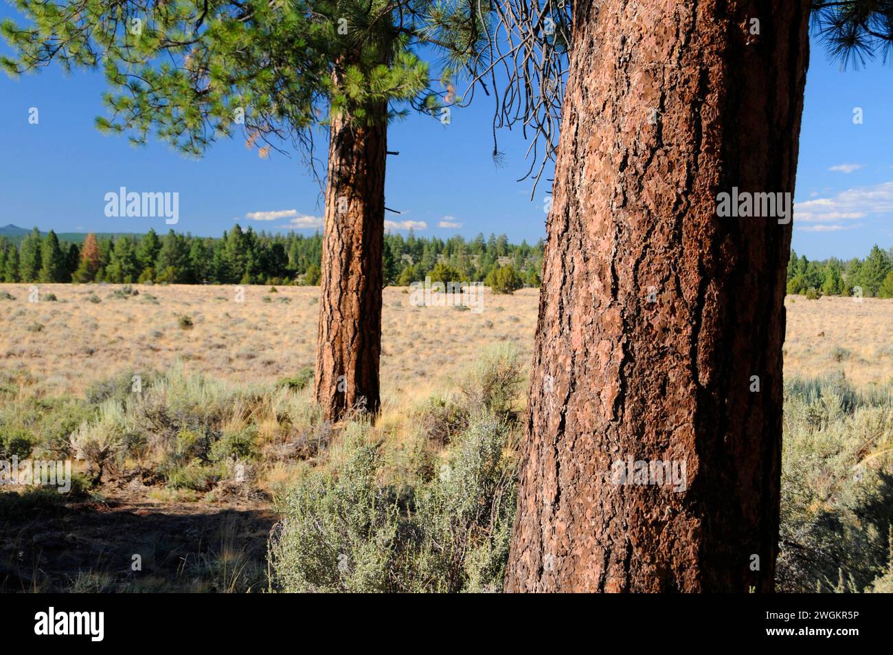 Gelb-Kiefer (Pinus Ponderosa), Winema National Forest, Oregon Stockfoto