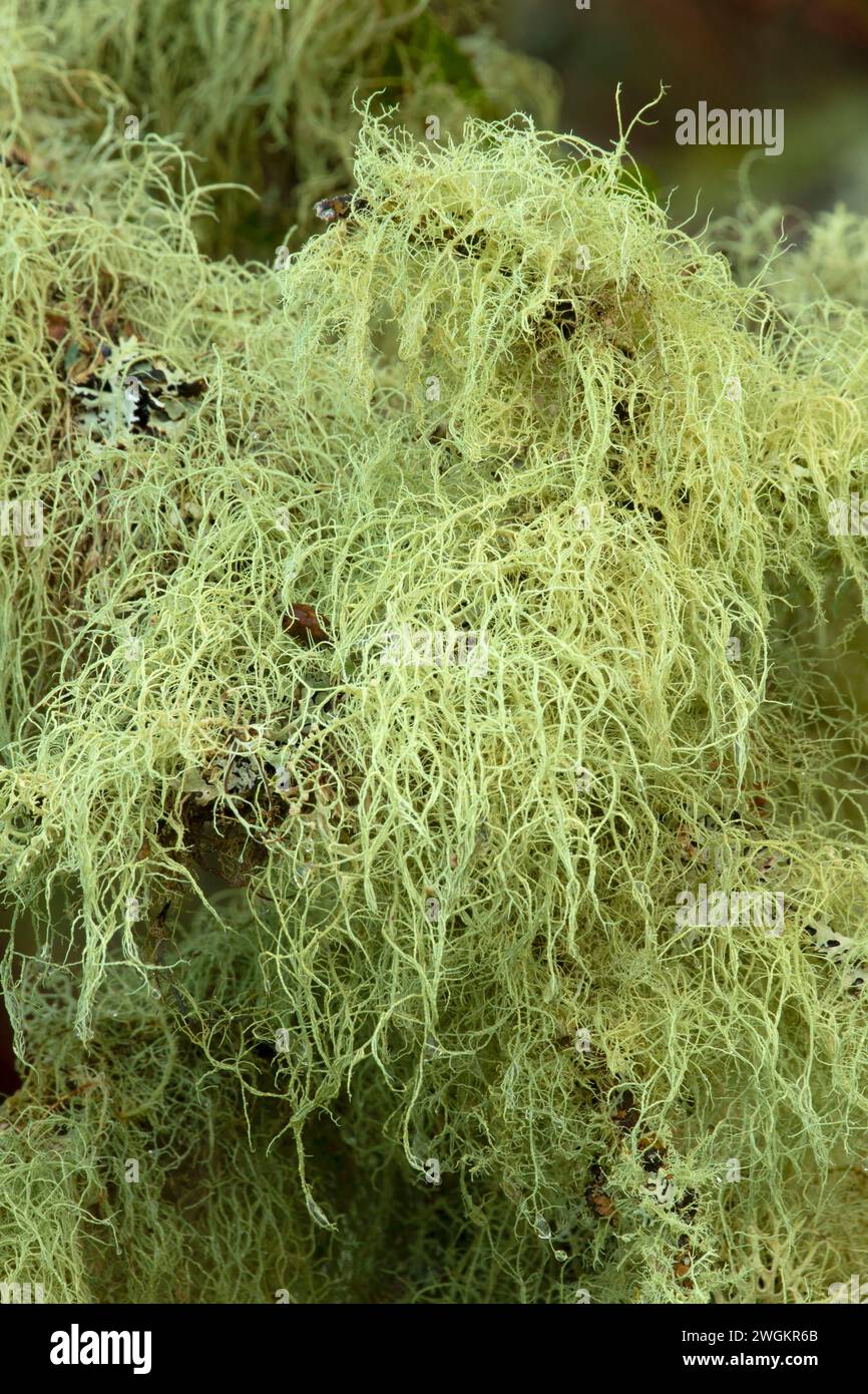 Lichen, EE Wilson Wildlife Area, Oregon Stockfoto