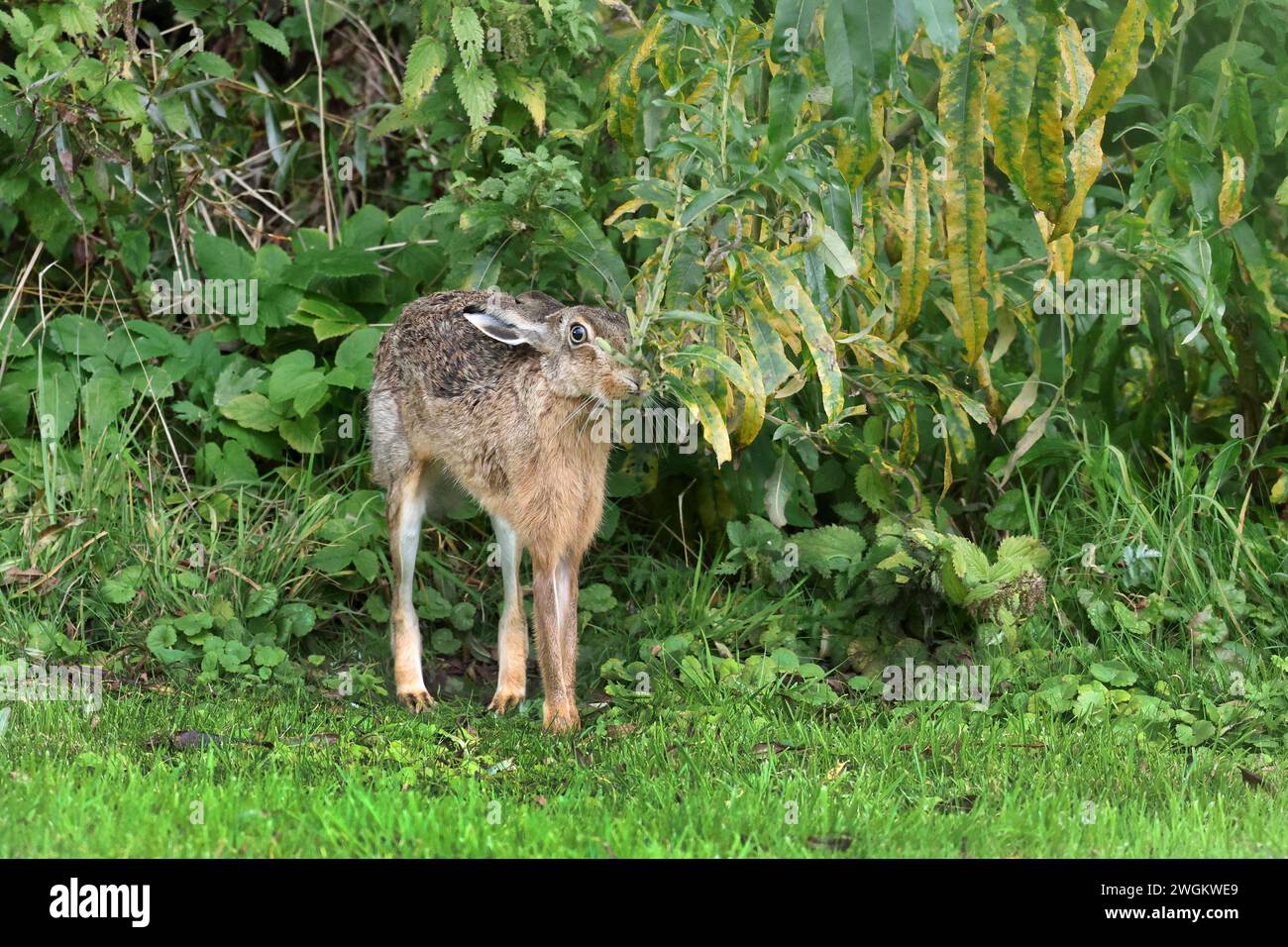 Europäischer Hase, Braunhase (Lepus europaeus), am Rande der Wiese, Deutschland, Schleswig-Holstein Stockfoto