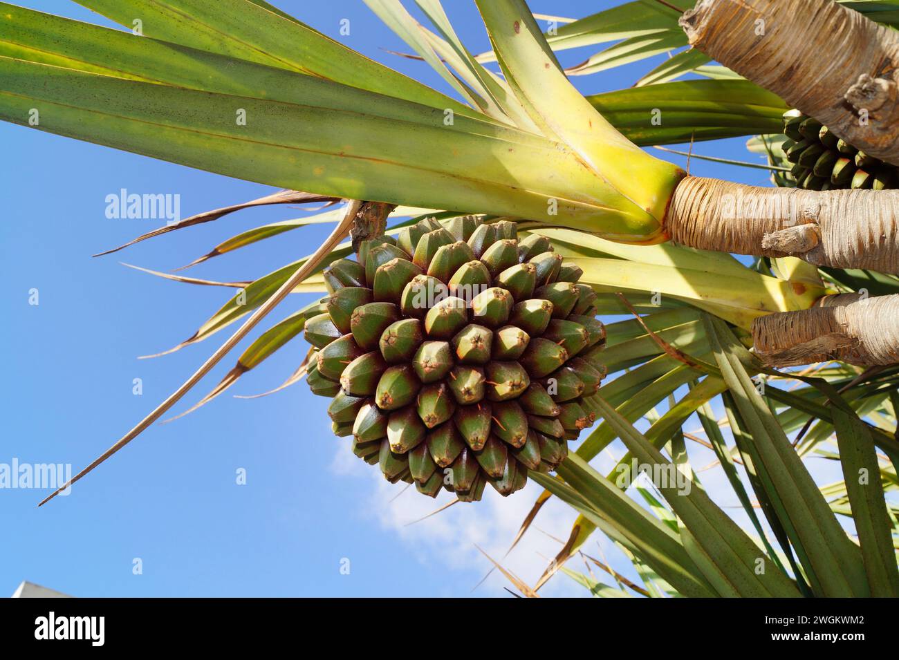 Pahong, Kiefer (Pandanus utilis), Zweig mit Früchten Stockfoto