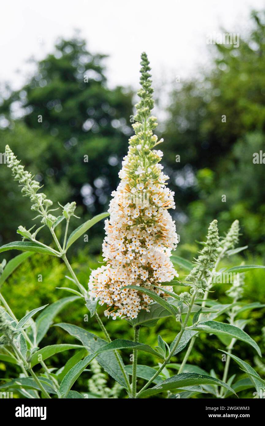 Schmetterlingsstrauch, Violetter Schmetterlingsstrauch, Sommerlila, Schmetterlingsstrauch, Orangenauge (Buddleja davidii, Buddleia davidii), mit weißen Blüten, Deutschland Stockfoto
