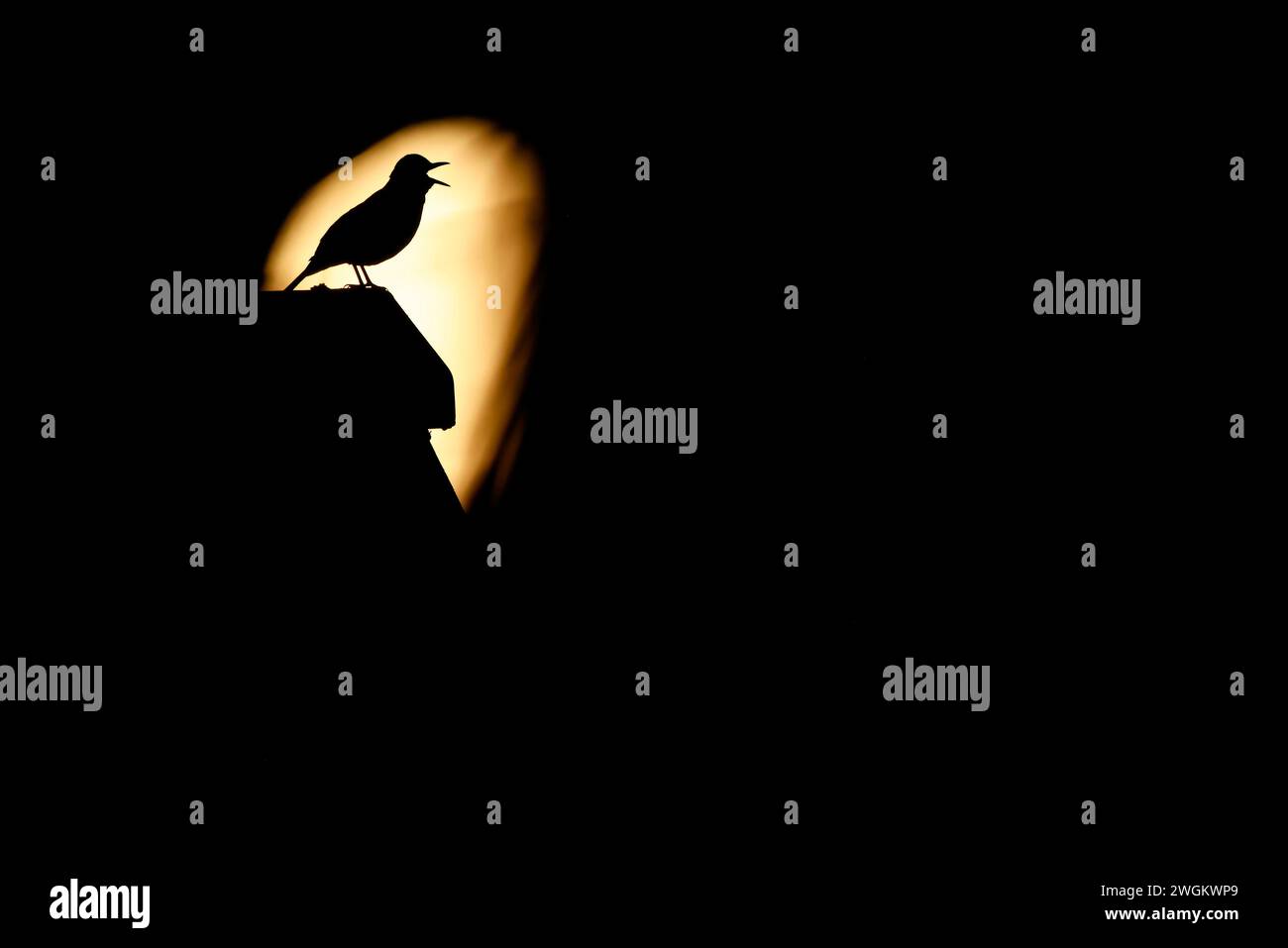 schwarzvogel (Turdus merula), singt vor Sonnenaufgang im Mondschein, Niederlande, Südholland Stockfoto