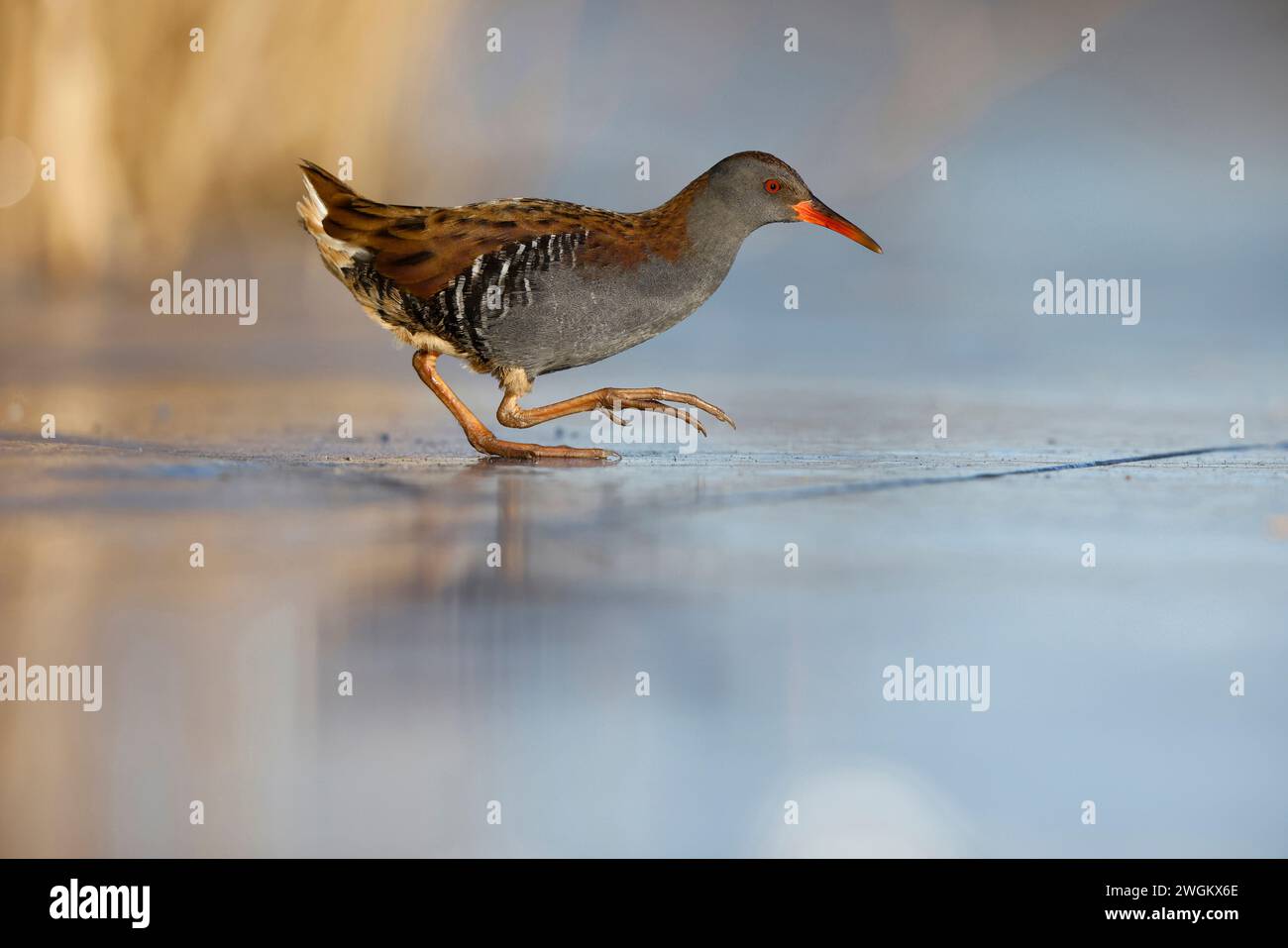 Wasserbahn (Rallus aquaticus), verläuft über eine Eisoberfläche, Niederlande, Südholland, Rottemeren Stockfoto