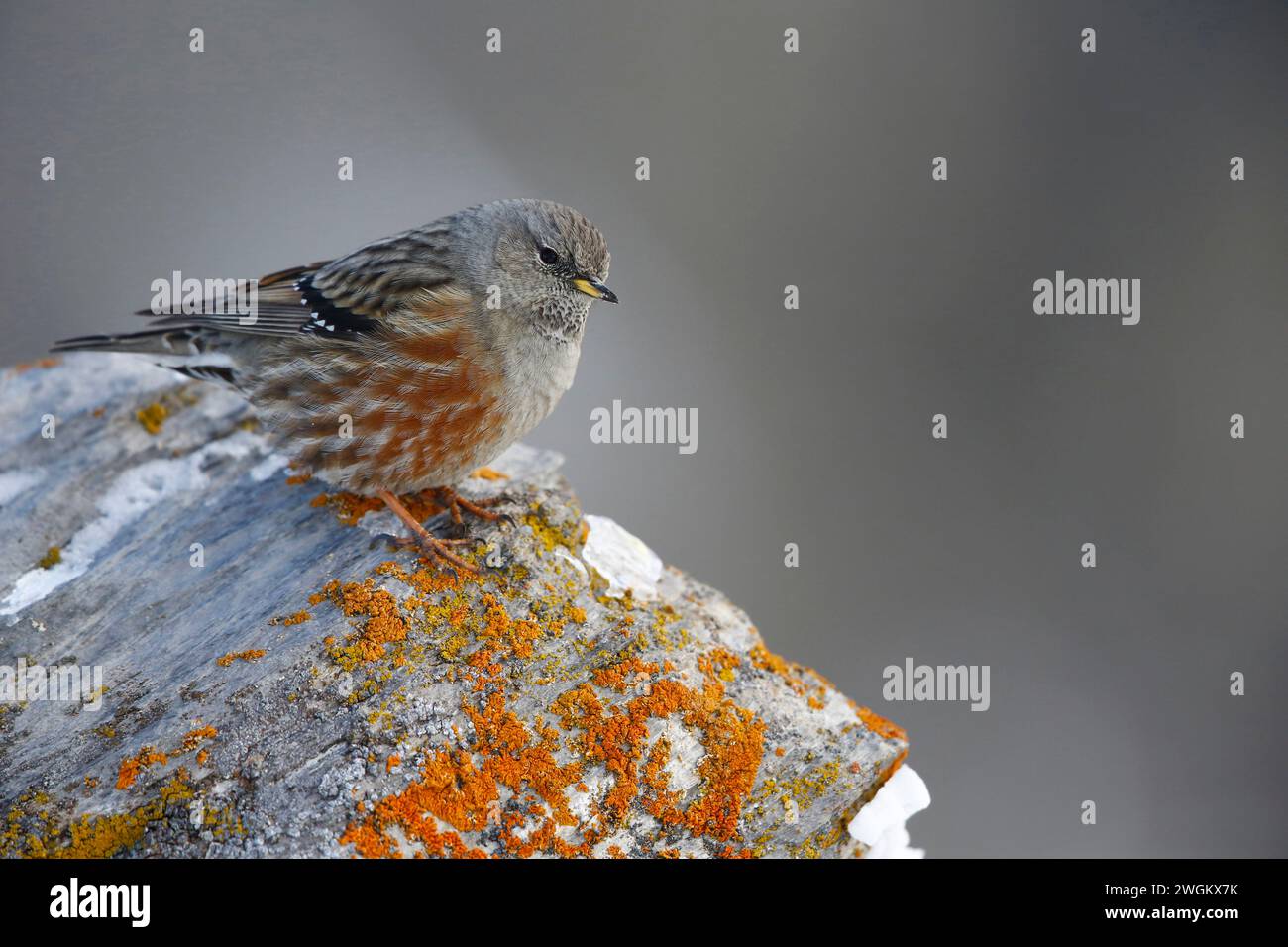 Alpine accentor (Prunella collaris), liegt auf einem Flechtenfelsen, Schweiz, Gemmipass Stockfoto