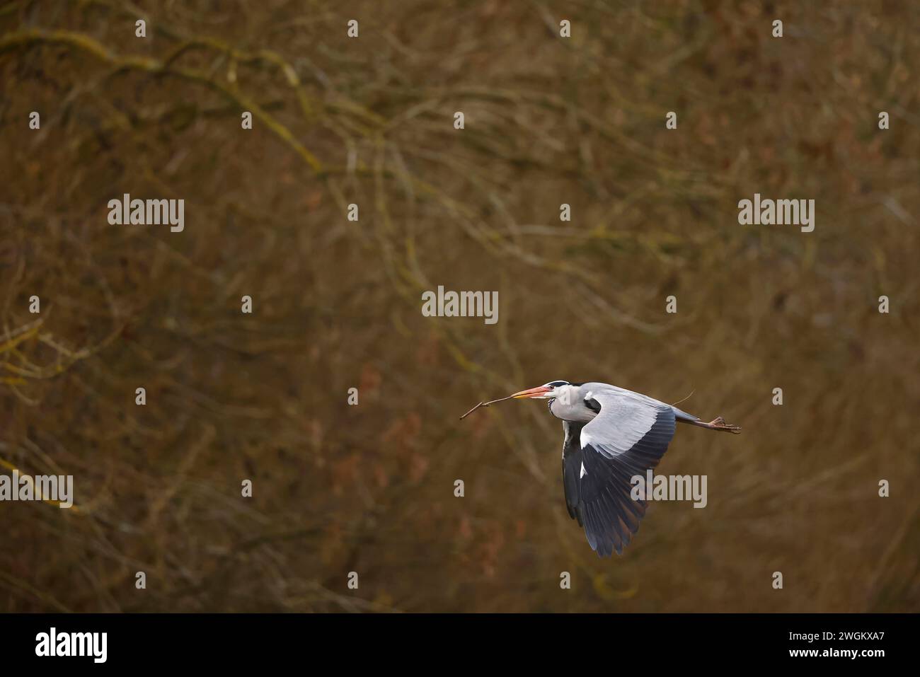Graureiher (Ardea cinerea), im Flug mit Nistmaterial im Schnabel am frühen Morgen, Niederlande, Südholland Stockfoto