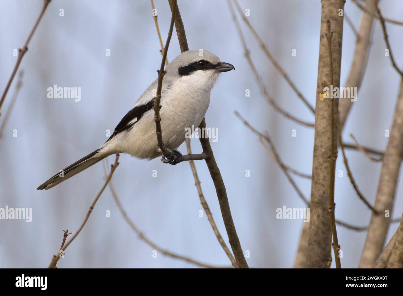 Großer grauer Krabbelschnabel (Lanius excubitor), auf einem Zweig stehend, Seitenansicht, Italien, Toskana, Oasi La Querciola; Piana fiorentina, Florenz Stockfoto