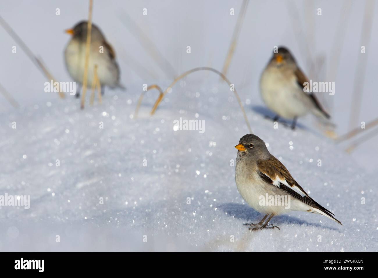 Weißflügelige schneefinke (Montifringilla nivalis), drei Weißflügelige Schneefinken, die im Schnee thronen, Italien, Venetien Stockfoto