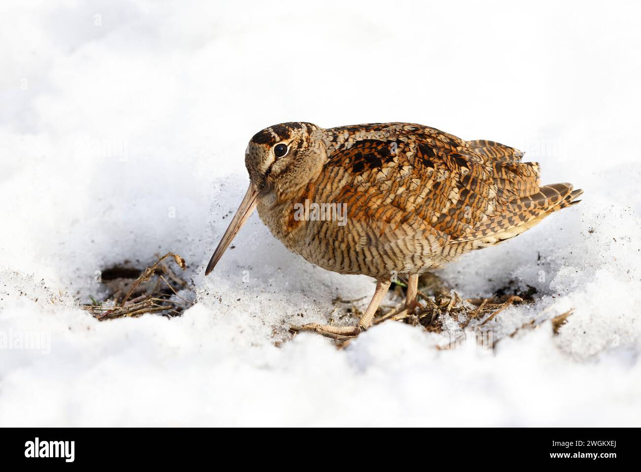 Eurasischer Holzhahn (Scolopax rusticola), im Schnee, Niederlande, Südholland Stockfoto