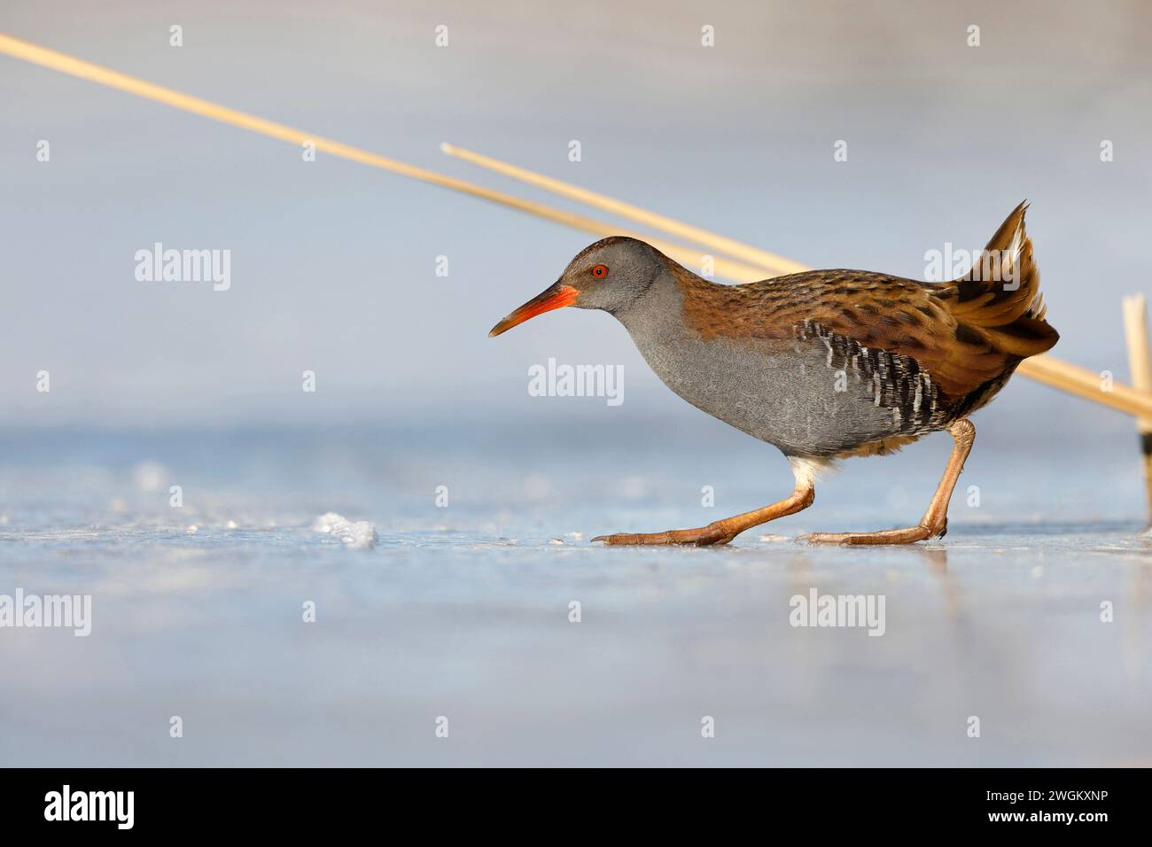 Wasserbahn (Rallus aquaticus), verläuft über eine Eisoberfläche, Niederlande, Südholland, Rottemeren Stockfoto