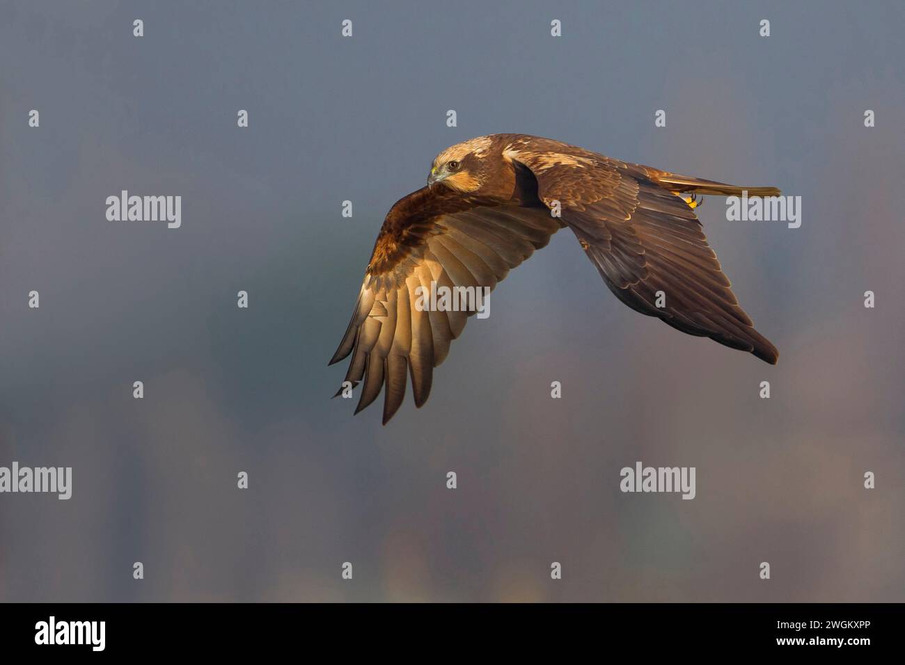 WESTERN Marsh Harrier (Circus aeruginosus), weiblich im Flug, Seitenansicht, Italien, Toskana, Piana fiorentina; Stagno dei Cavalieri, Florenz Stockfoto