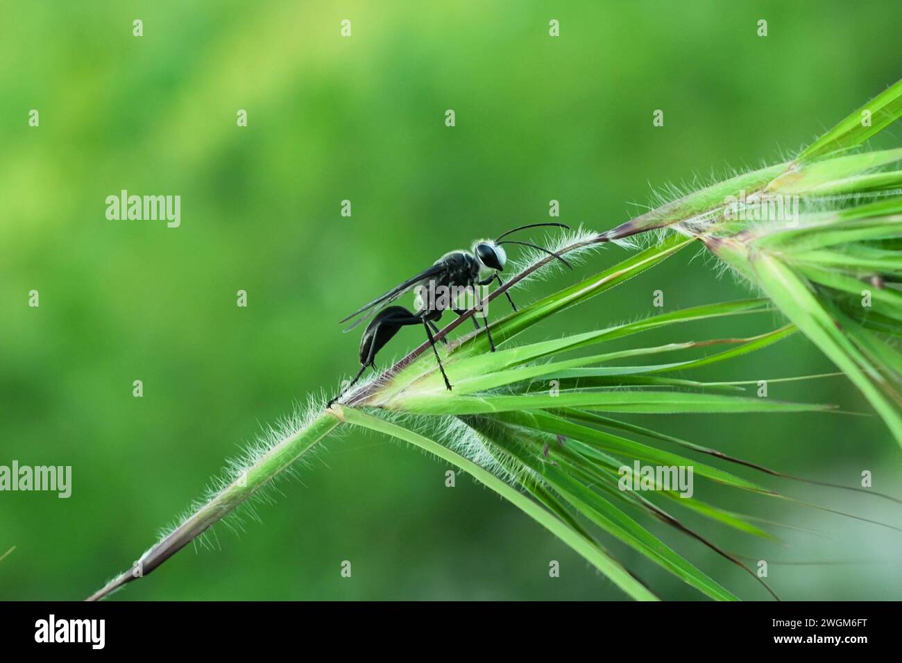 Ein schwarzes Gras mit Isodontienwespe stand auf einem Blattzweig Stockfoto