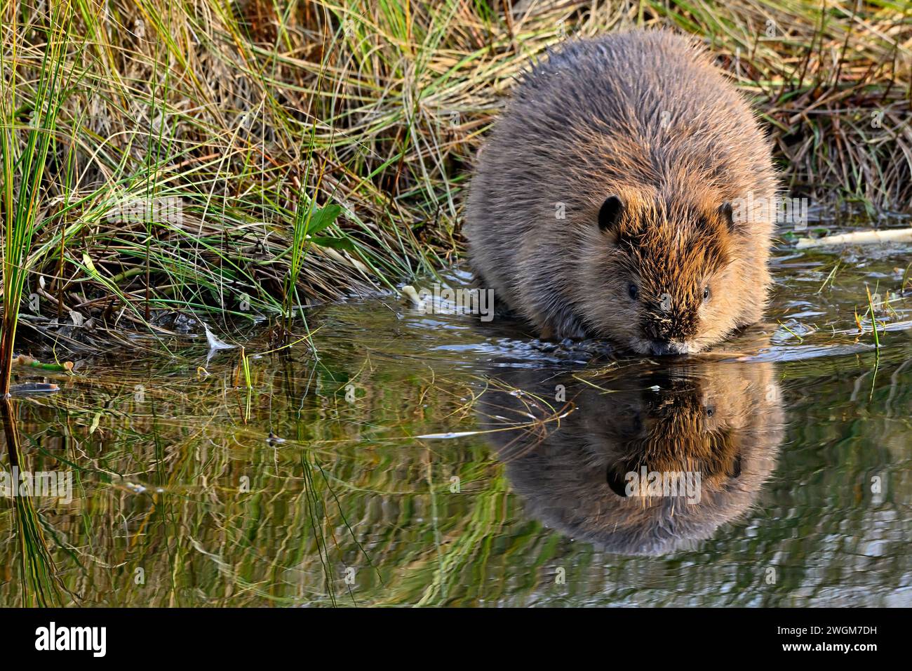 Ein junger Biber „Castor canadensis“, der im Begriff ist, in das Wasser seines Biberteiches zu tauchen. Stockfoto