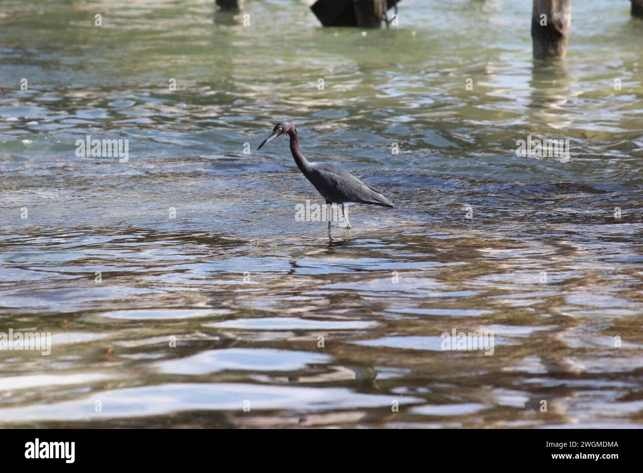 reiher ein bekannter Vogel für seine Angelkünste Reiher ein großer Wasservogel Stockfoto