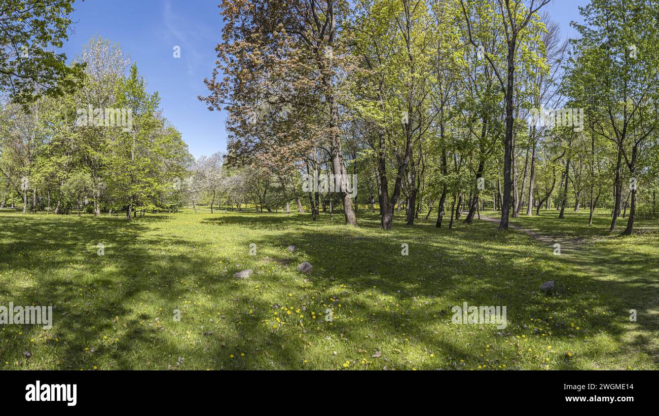 Frühlingslandschaft mit grünen Bäumen im öffentlichen Park an sonnigen Tagen. Panoramablick. Stockfoto