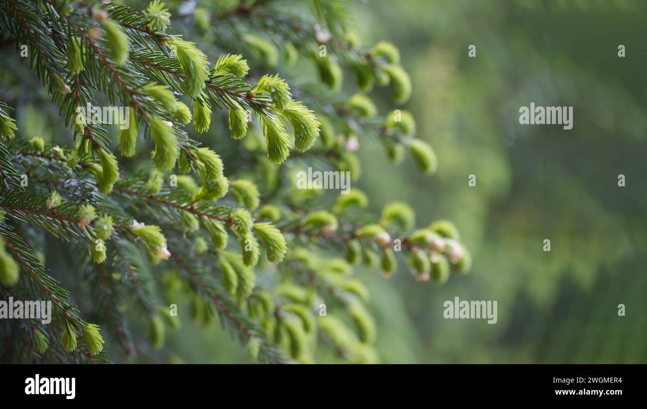 Tannenbaum mit frischen jungen grünen Triebe, Bannergröße mit Frühlingshintergrund mit selektivem Fokus und freiem Kopierbereich Stockfoto