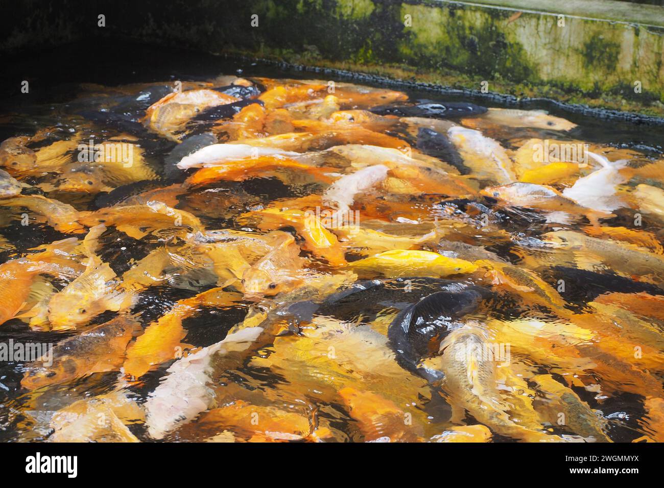 Goldfische in einem Teich füttern Stockfoto