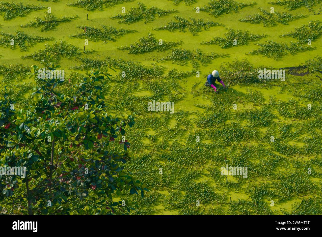 Panorama von Bauern, die am Morgen Nhut-Gemüse ernten, in Ho-Chi-Minh-Stadt, Vietnam Stockfoto