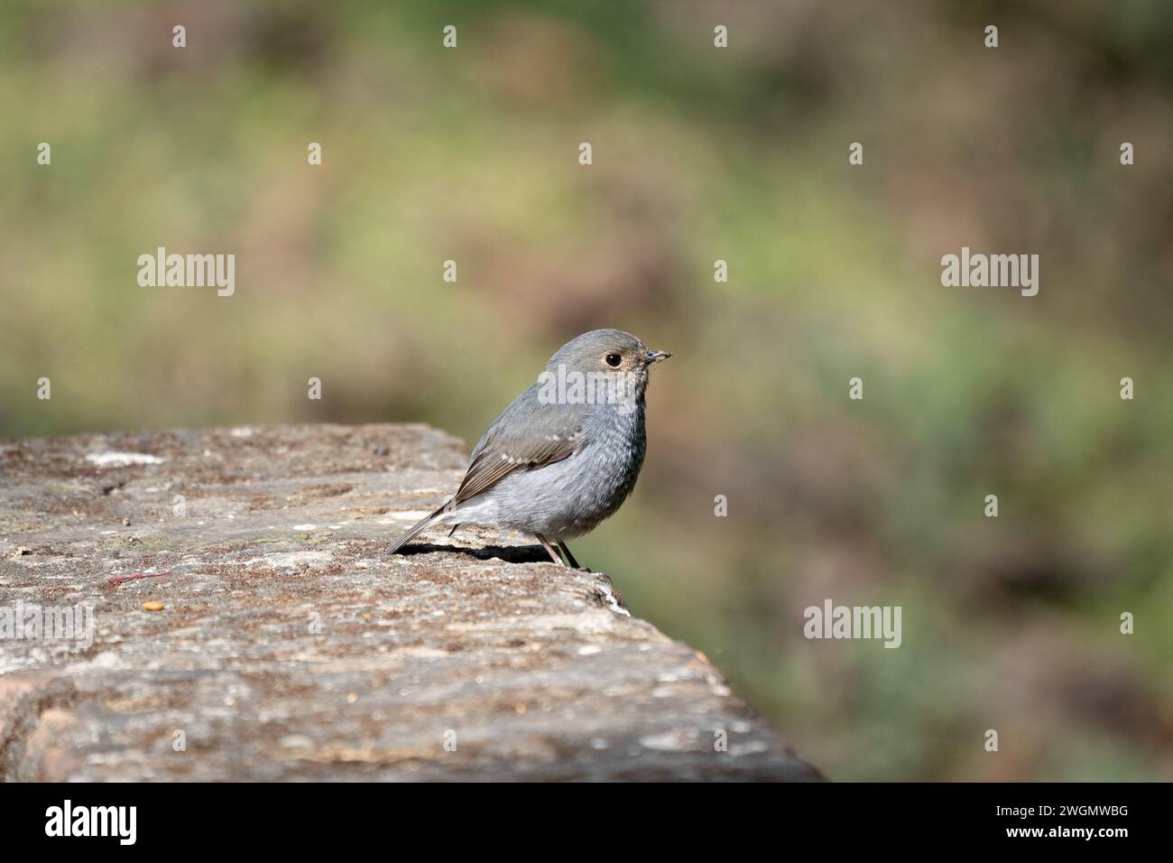 Ein Plumbeous Water Redstart, der auf einer Steinmauer thront. Stockfoto