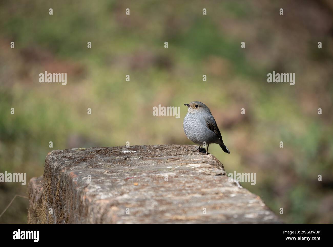 Ein Plumbeous Water Redstart, der auf einer Steinmauer thront. Stockfoto