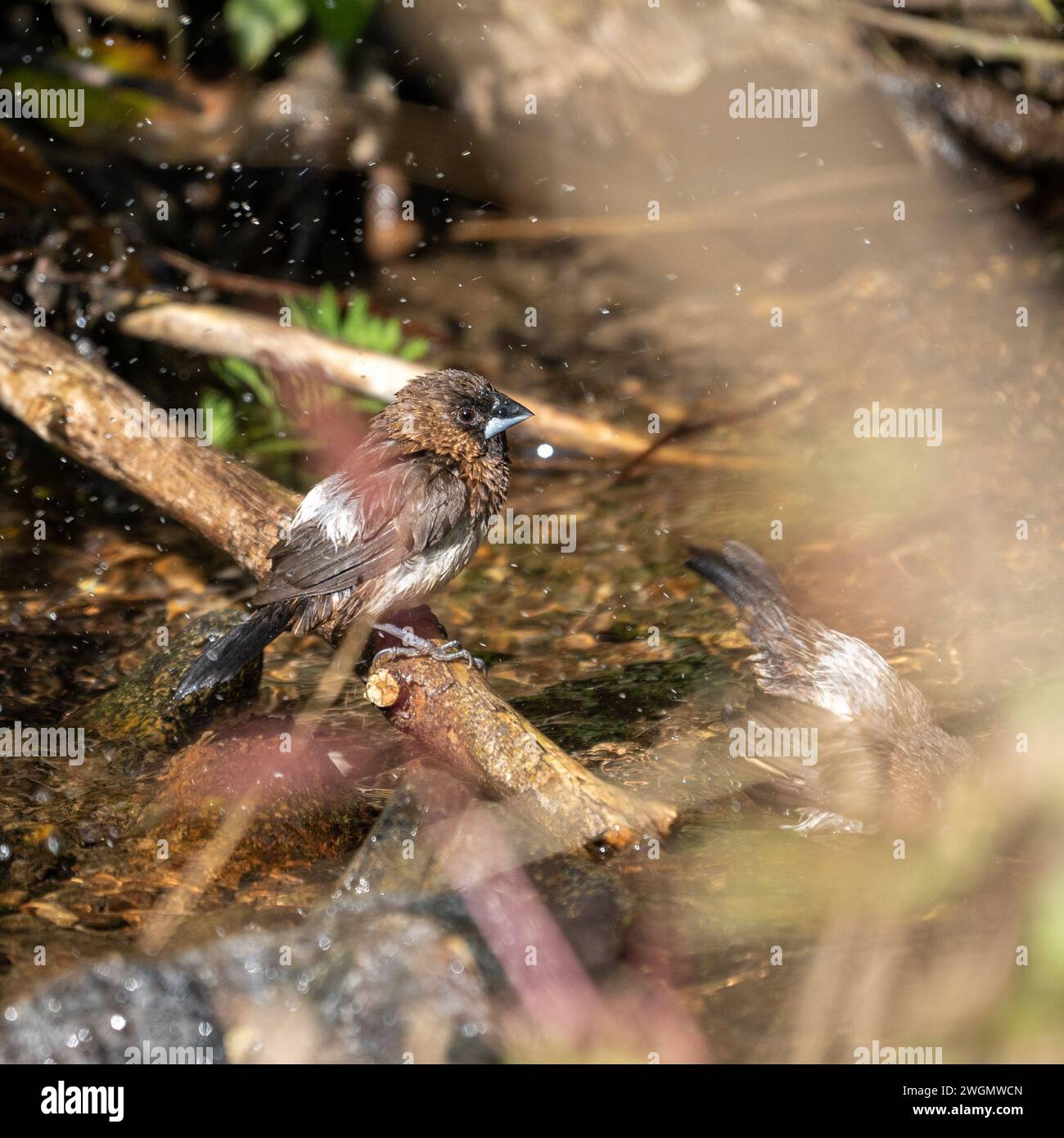 Eine Munition mit weißem Rumpel, die in einem kleinen Bach baden konnte. Stockfoto