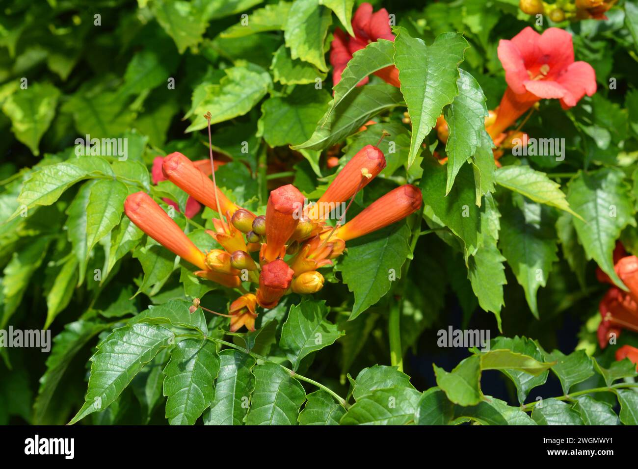 Die Trompete Creeper blüht vor der Blüte. Campsis radicans, auch als Trompetenrebe oder Trompetenkriecher bezeichnet, ist ein dichter, kräftiger, mehrstieliger, d Stockfoto