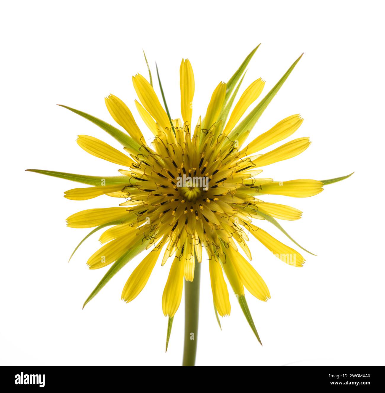 Gelbe Salsify Blume isoliert auf weißem Hintergrund Stockfoto