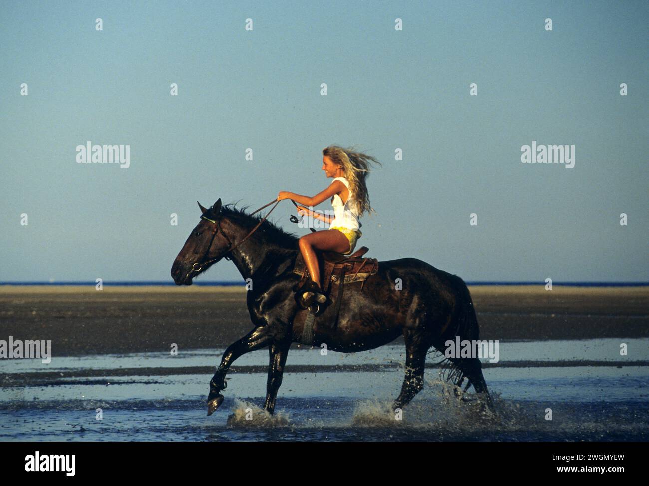 Hübsches blondes Haar, junge Frau, die Pferd am Strand galoppiert, attraktive Silhouette Stockfoto