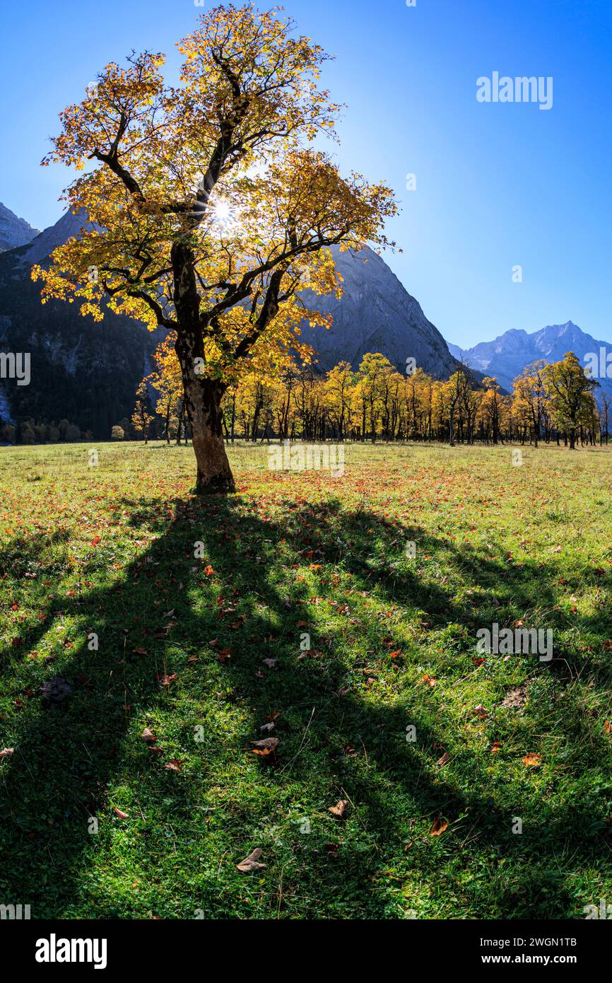 Ahorntresse im Herbst mit Bergen, sonnig, großer Ahornboden, Karwendelgebirge, Tirol, Österreich, Europa Stockfoto