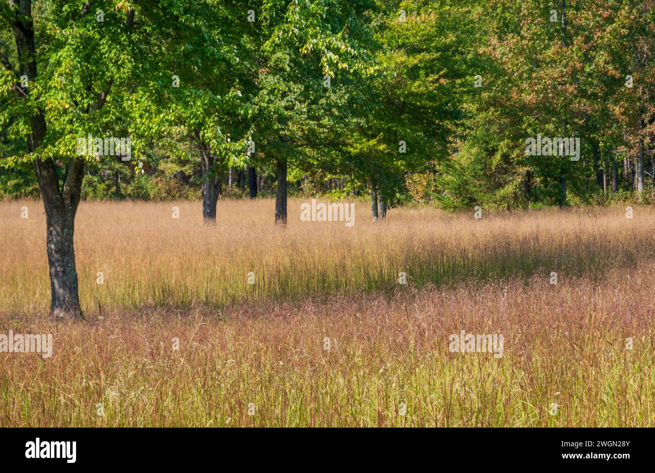 Der Cowpens National Battlefield Park in South Carolina ist das Hauptschlachtfeld des Amerikanischen Unabhängigkeitskrieges Stockfoto
