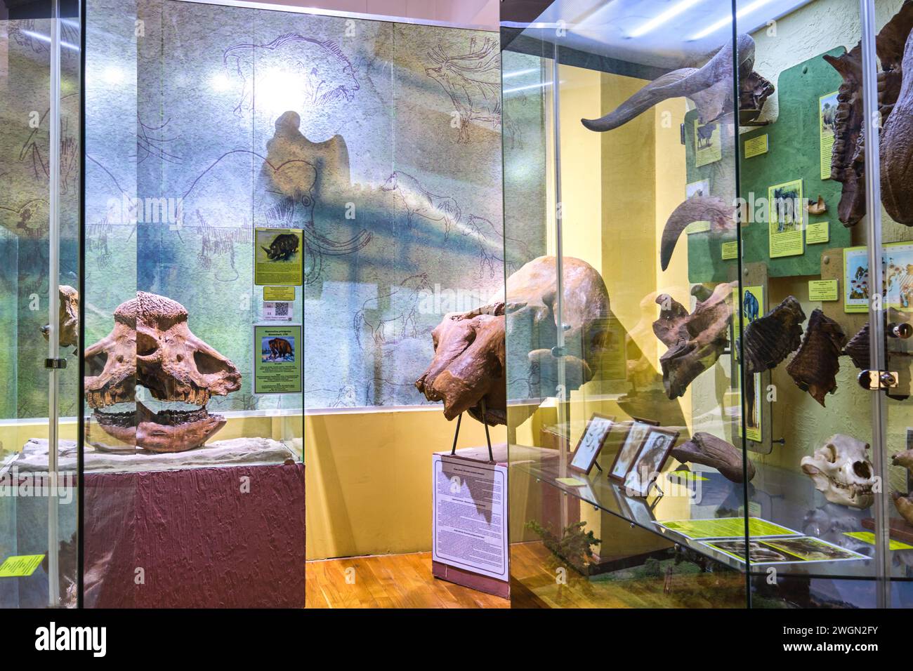 Verschiedene paläolithische Schädel und andere Knochen zu sehen. Im Naturmuseum in Almaty, Kasachstan. Stockfoto
