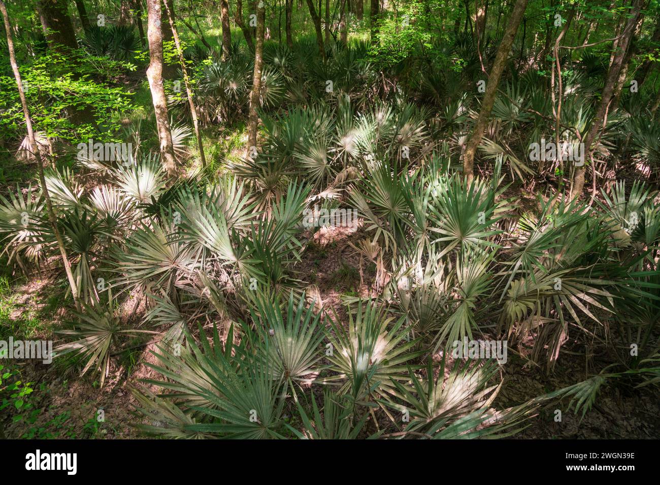 Congaree National Park im Zentrum von South Carolina, USA Stockfoto