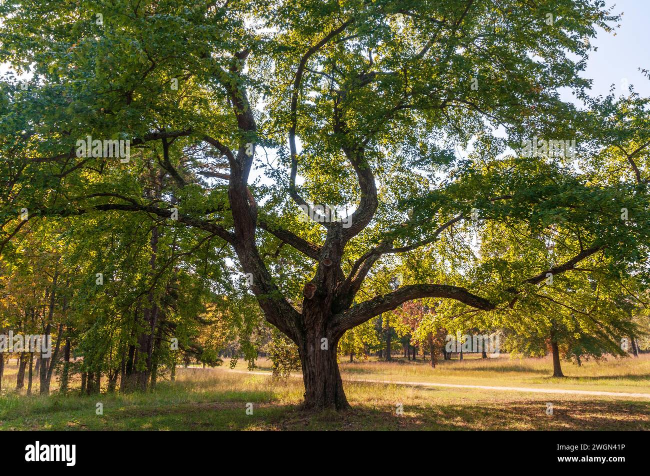 Der Cowpens National Battlefield Park in South Carolina ist das Hauptschlachtfeld des Amerikanischen Unabhängigkeitskrieges Stockfoto