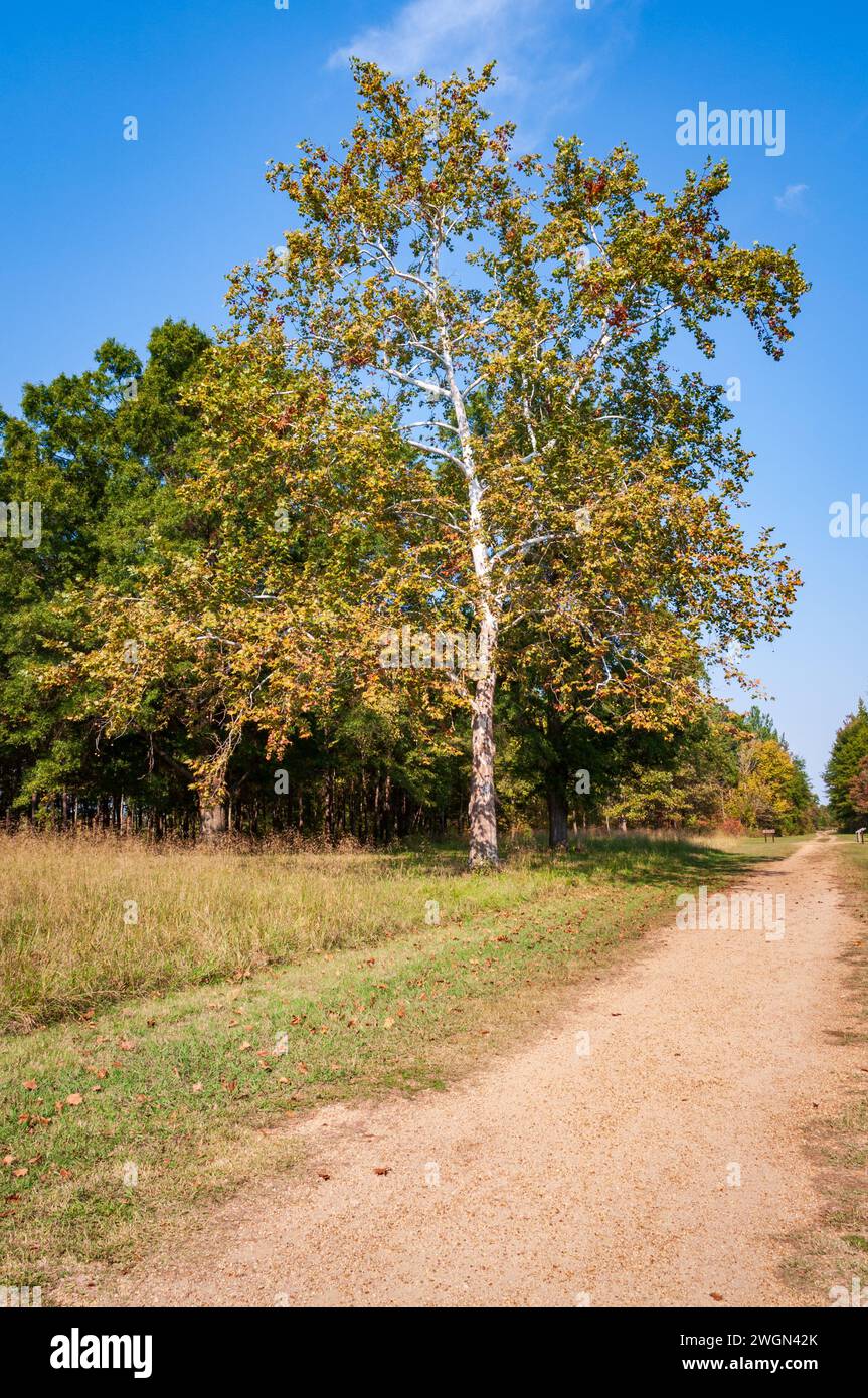 Der Cowpens National Battlefield Park in South Carolina ist das Hauptschlachtfeld des Amerikanischen Unabhängigkeitskrieges Stockfoto