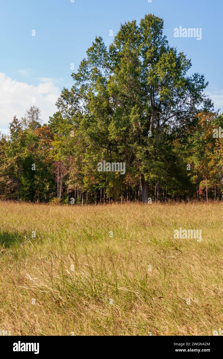 Der Cowpens National Battlefield Park in South Carolina ist das Hauptschlachtfeld des Amerikanischen Unabhängigkeitskrieges Stockfoto