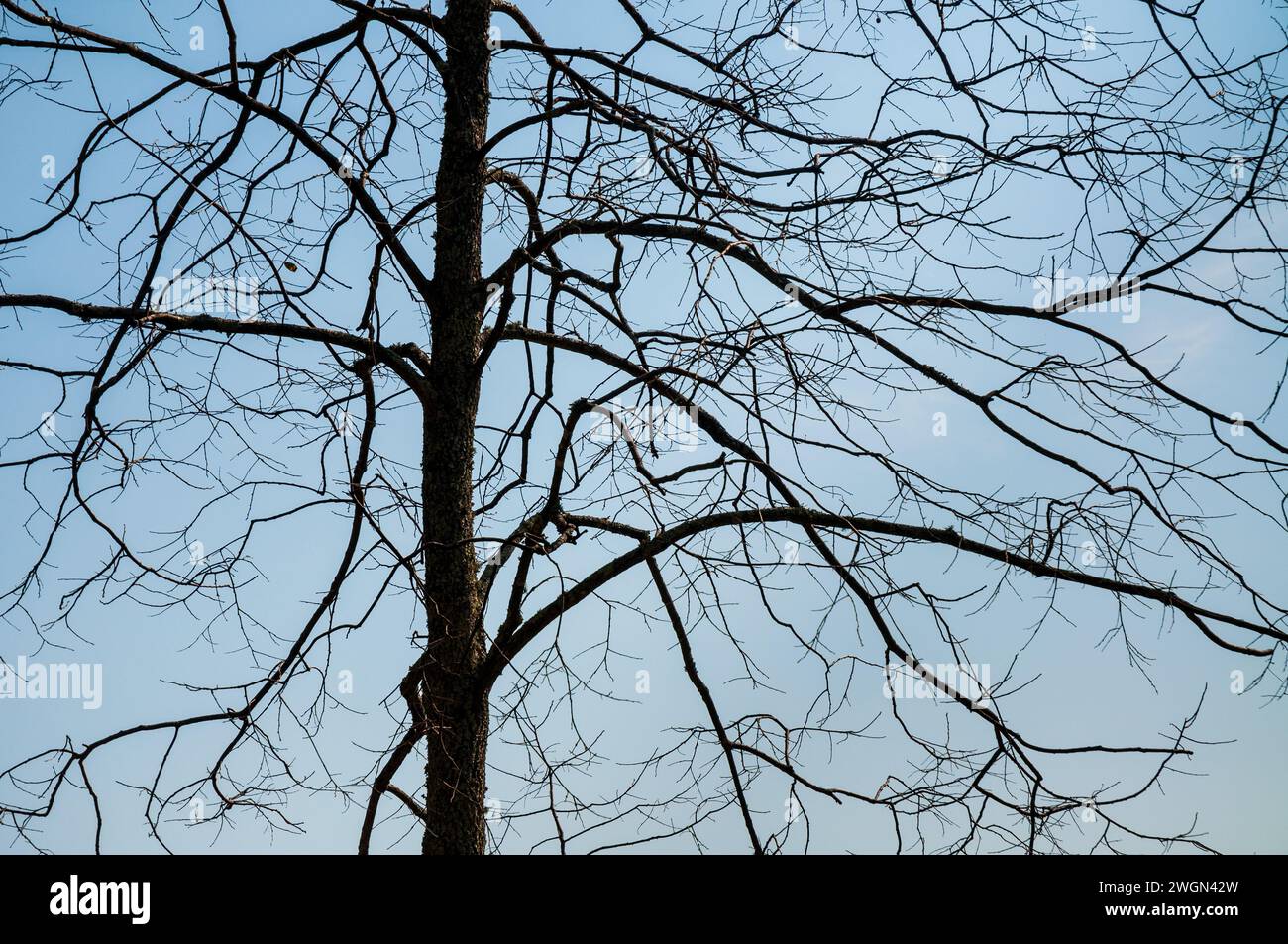 Der Cowpens National Battlefield Park in South Carolina ist das Hauptschlachtfeld des Amerikanischen Unabhängigkeitskrieges Stockfoto