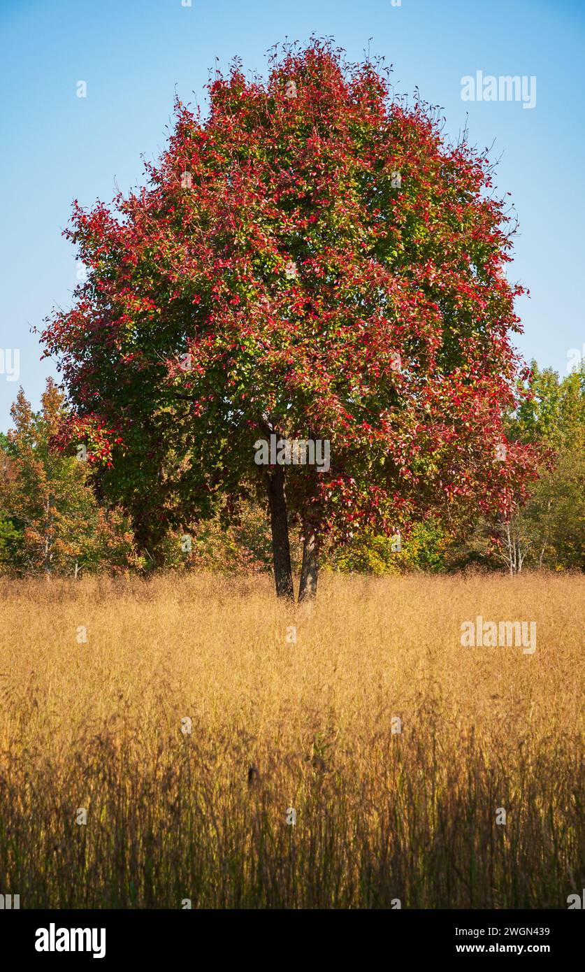 Der Cowpens National Battlefield Park in South Carolina ist das Hauptschlachtfeld des Amerikanischen Unabhängigkeitskrieges Stockfoto