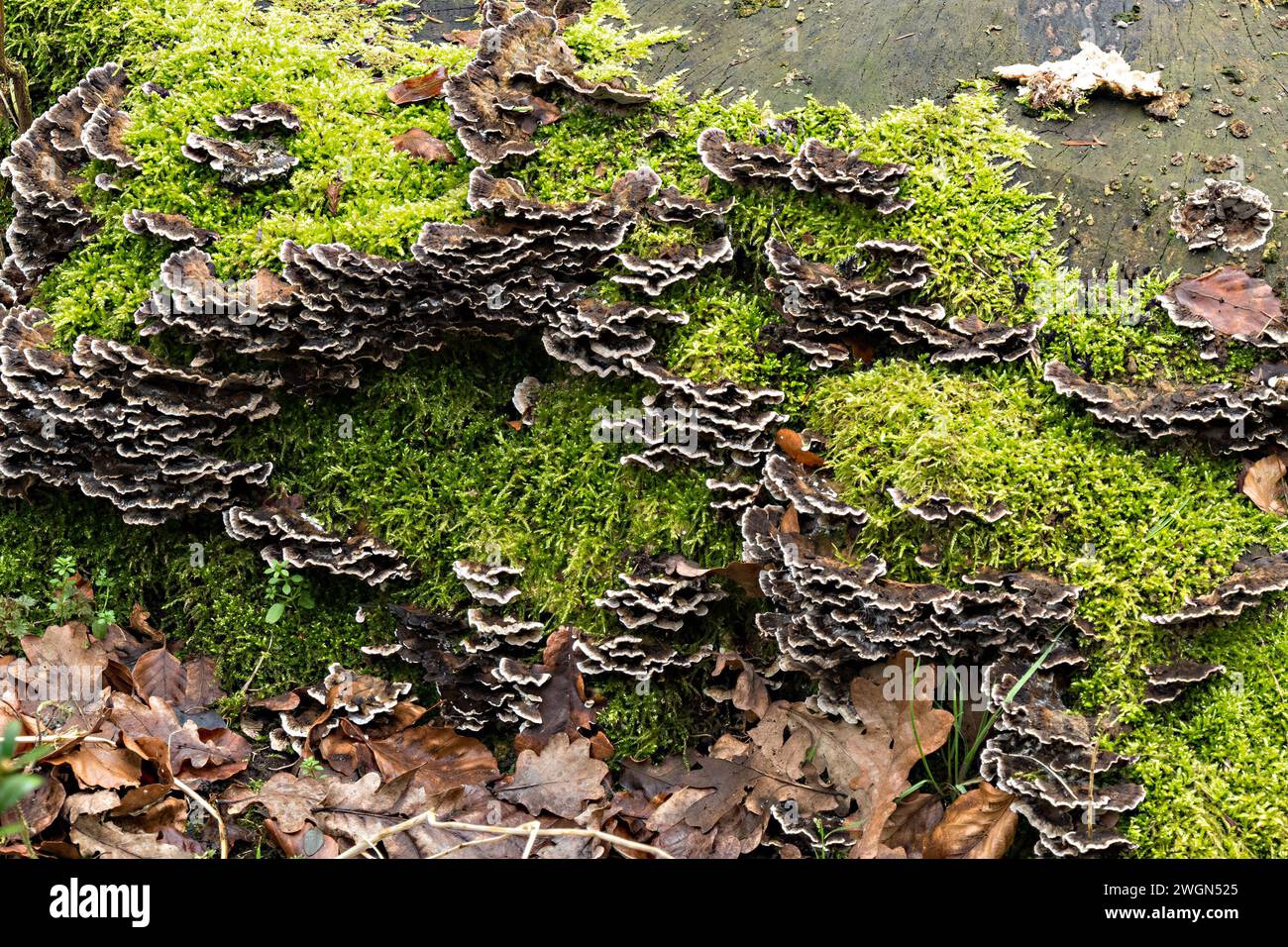 Bracket Pilz und grünes Moos wachsen auf gefallenen toten Baumstämmen, Lincolnshire, England, Großbritannien Stockfoto