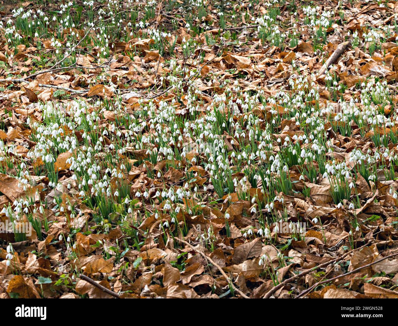 Dichte Massen weißer Galanthus-Schneeglöckchen, die im Januar/Winter in England, Großbritannien, durch gefallene Blätter auf dem Waldboden auftauchen Stockfoto