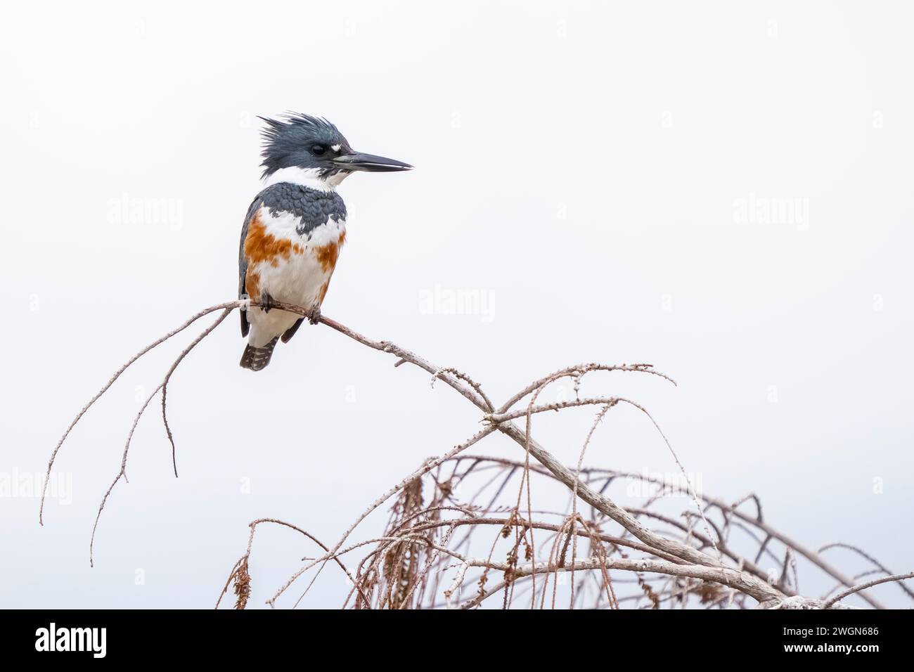 Ein gegurteter Eisvogel, der auf einem Ast vor weißem Hintergrund thront. Stockfoto