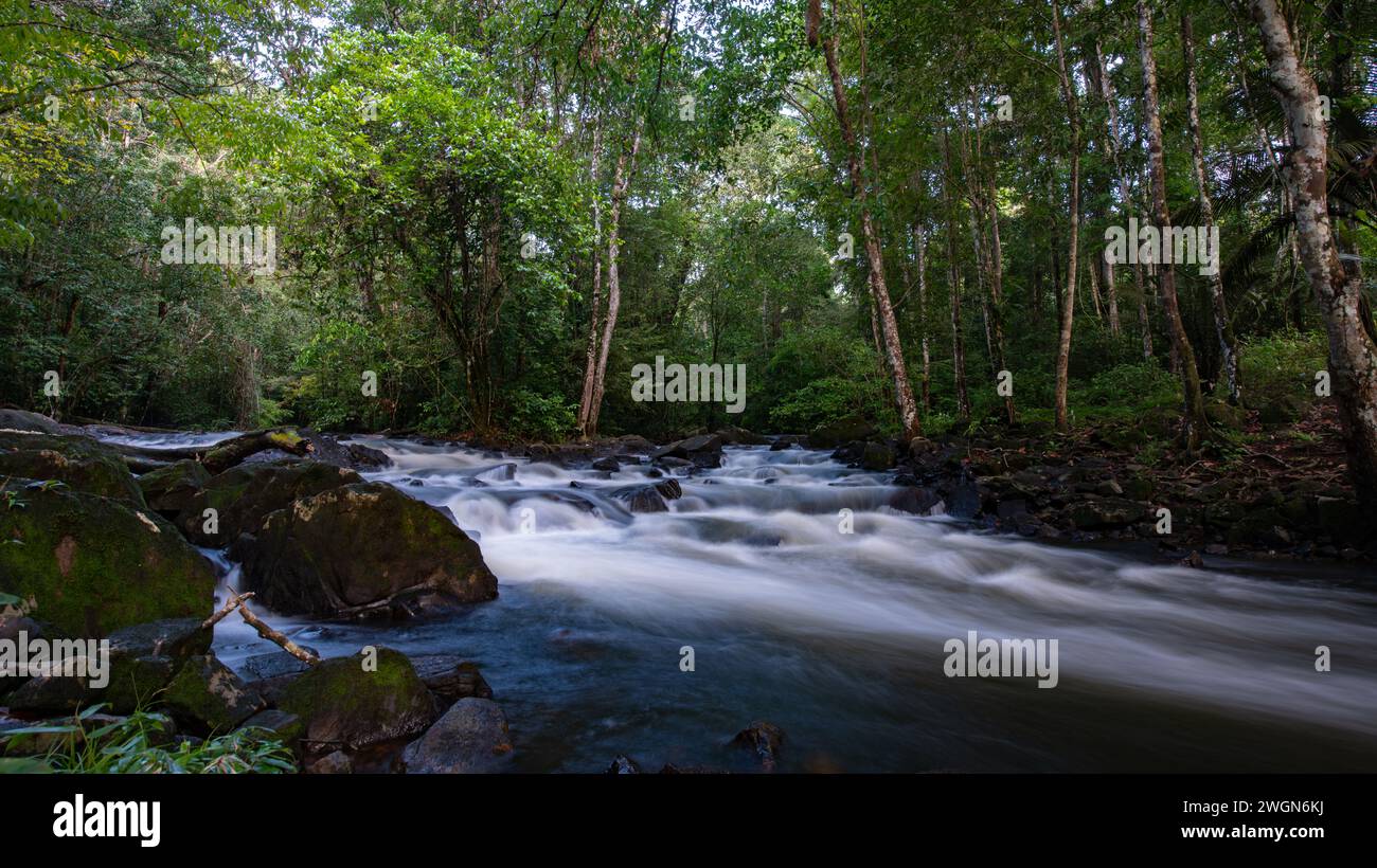 Das natürliche und endemische Leben rund um den Surinam Fluss Stockfoto