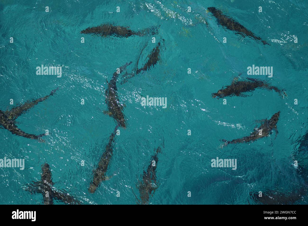 Foto von tropischen Fischen, die im Great Barrier Reef schwimmen Stockfoto