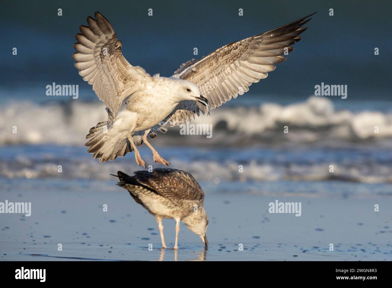 Gelbbeinmöwe (Larus michahellis), Seitenansicht einer Junglandung mit einem Fisch in der Schüssel, Kampanien, Italien Stockfoto