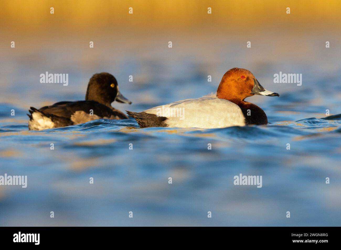 Gemeine Pochard (Ayhtya ferina), Seitenansicht eines erwachsenen Mannes, der zusammen mit einer getufteten Ente im Wasser schwimmt, Kampanien, Italien Stockfoto