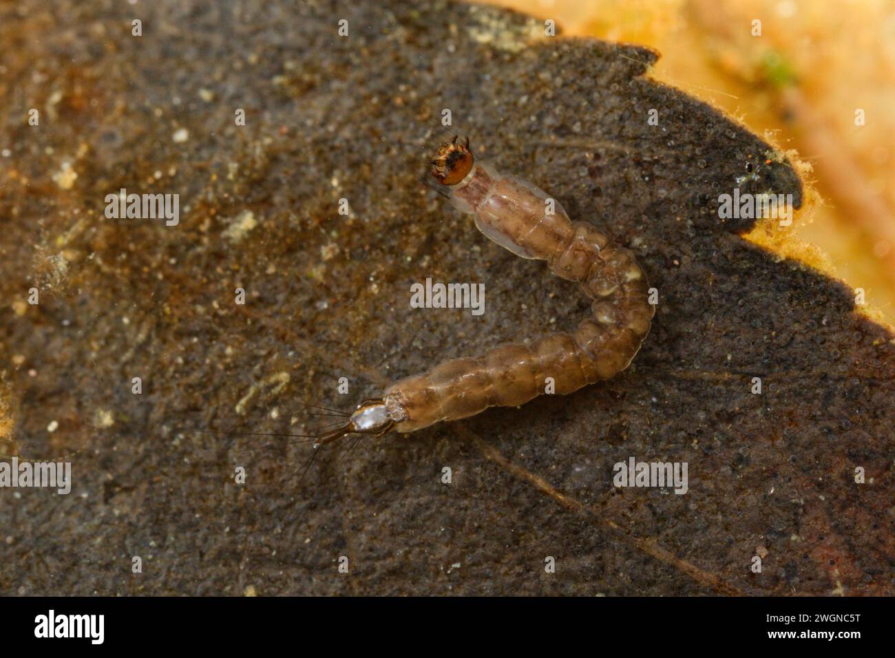 Meniskusmidge Larva (Dixidae) Stockfoto