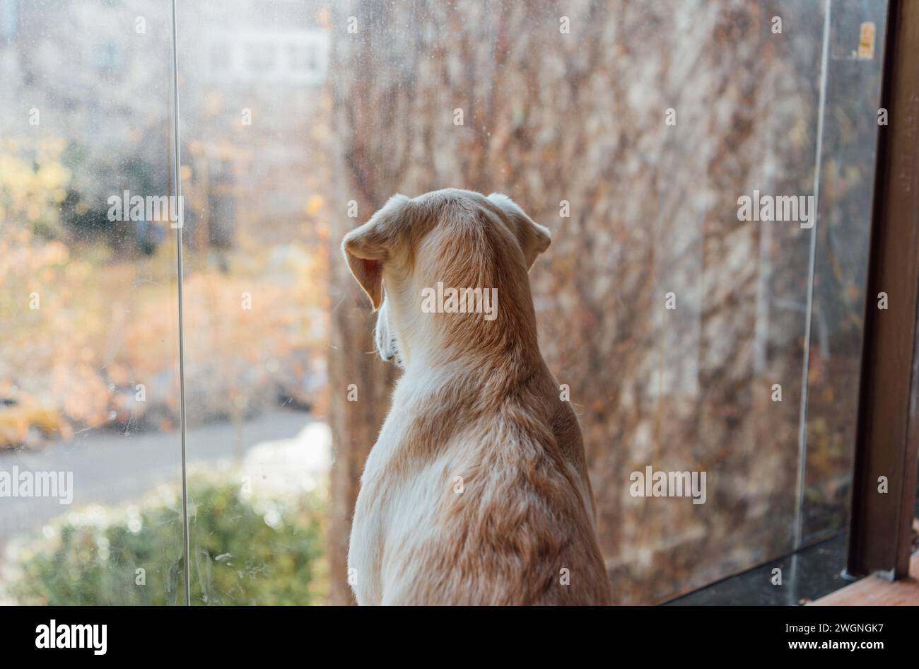 Goldener Labrador-Welpe, der aus dem Fenster eines Hauses blickt Stockfoto